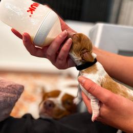 Brittany Puppies from Sincerely, Bird Dogs