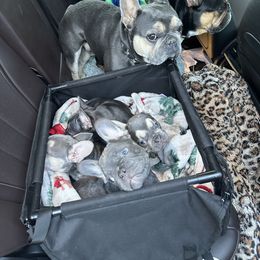 French Bulldog Puppies from Wyatt and co Frenchies