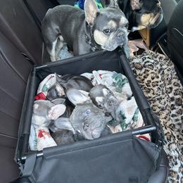 French Bulldog Puppies from Wyatt and co Frenchies