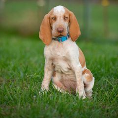 Bracco Italiano, German Shorthaired Pointer, and Vizsla Puppies from Nosam Kennels