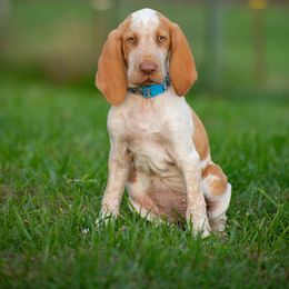 Bracco Italiano, German Shorthaired Pointer, and Vizsla Puppies from Nosam Kennels