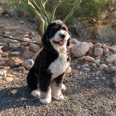 Bernedoodle, Goldendoodle, and Golden Mountain Doodle Puppies from Sonoran Standard Doodles