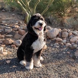 Bernedoodle, Goldendoodle, and Golden Mountain Doodle Puppies from Sonoran Standard Doodles