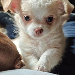 Boy 2 - Cream and white Chihuahua puppy in Gray, Louisiana from Chi Chi's Place
