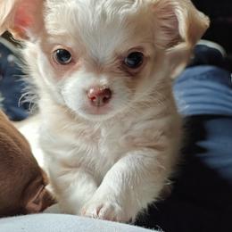 Boy 2 - Cream and white Chihuahua puppy in Gray, Louisiana from Chi Chi's Place