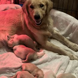 Cavalier King Charles Spaniel and Golden Retriever Puppies from Country Goldens and Mountain Top Cavaliers