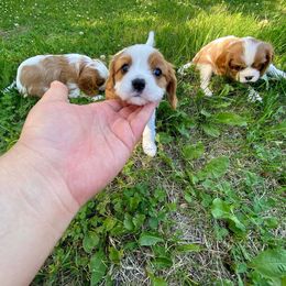 Cavalier King Charles Spaniel Puppies from Blueberry Hill Cavaliers