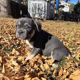 Grey - Blue male French Bulldog puppy in Fort Collins, Colorado from Blue Mountain French Bulldogs