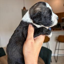 Sable Female - Sable female Aussiedoodle puppy in Spring Hill, Florida from Pawprint Dreams Boarding and Kennel