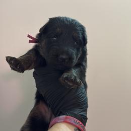 Effie - Bi-color female German Shepherd puppy in Knowlton Township, New Jersey from Augenblick Kennels