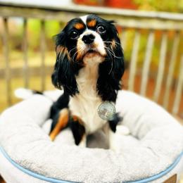 Stella - Cavalier King Charles Spaniel