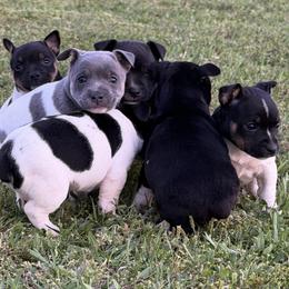 Rat Terrier puppies from Rust Creek