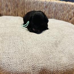 Eleanor - Black and white female Cavapoo puppy in Kingfisher, Oklahoma from Perdue Puppies