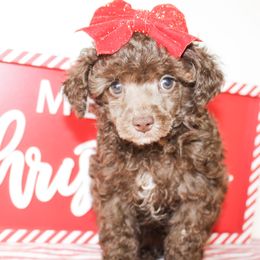 Poodle puppies from Ann R.
