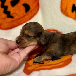 Lilly - Dapple female Dachshund puppy in Timpson, Texas from Double S Kennel