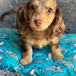 Dachshund Puppies from ForeversEdge Doxies