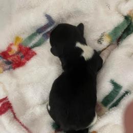 Girl 2 - Piebald female Dachshund puppy in Yelm, Washington from Hughes' Doxies