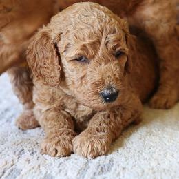 Onyx - Black collar - Red  male Goldendoodle puppy in Puyallup, Washington from Dawnie’s Doodles