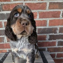 Koby - Tri-Roan male English Springer Spaniel puppy in Statesville, North Carolina from BAR Z Springers
