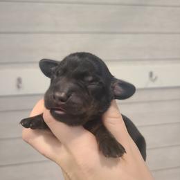 Jelly Belly - Black and tan male Dachshund puppy in Okeechobee, Florida from Far Far Away Dachshunds