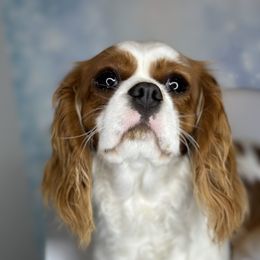 Pimpkin - Cavalier King Charles Spaniel