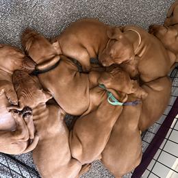 Vizslas from Cherry Hill Farms