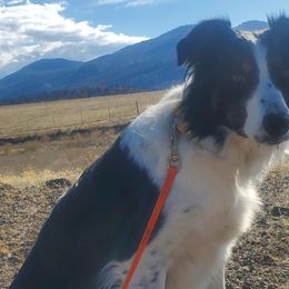 Cindy - Border Collie