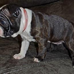 Girl 1 - Black brindle and white female Boston Terrier puppy in Harrodsburg, Kentucky from Joey's Boston Terriers
