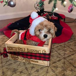 Cavapoo Puppies from Jessie's Puppies