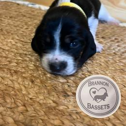Yellow Collar - Black white and brown male Basset Hound puppy in Chipley, Florida from Brannon Bassets