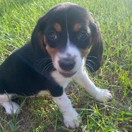 Girl 5 Yellow - Brown and white female Beagle puppy in Crestview, Florida from Alicia's Beagles