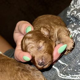 Poodle Puppies from Chamberland Poodles