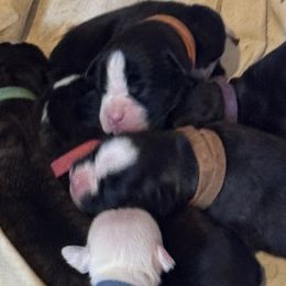 Tiana- HOLDING SPOT.  UNAVAILABLE AT THIS TIME. STAY TUNED - Brindle female Boxer puppy in Madras, Oregon from BnT Boxers