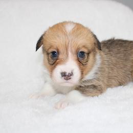Twix - Red female Pembroke Welsh Corgi puppy in Paradise, Texas from Corgis in Paradise
