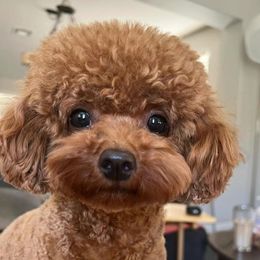 Apple - Poodle