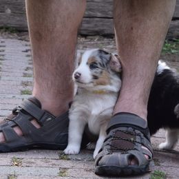 Australian Shepherd Puppies from Glacier Aussies