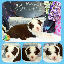 Maserati - Red tri male Toy Australian Shepherd puppy in Levelland, Texas from Once Upon a Time Aussies