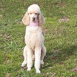 Fiona - Poodle