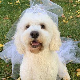 Buttercup - Cockapoo