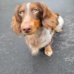 Dachshund All Grown Up from Christi Critters