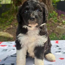 Blossom - Brown and white female Aussiedoodle puppy in Lakeland, Florida from Poodles Doodles Standard and Mini LLC