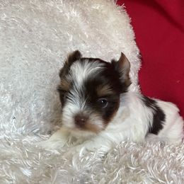 Sam - Chocolate, tan and white male Yorkshire Terrier puppy in Carleton, Michigan from Jo Smallwood