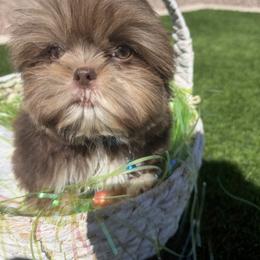 Kingston - Liver and white male Shih Tzu puppy in Coolidge, Arizona from Shih Tzu’s  ‘N’ Love