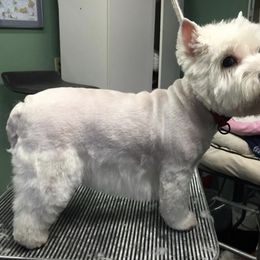 West Highland White Terrier All Grown Up from Windyridge