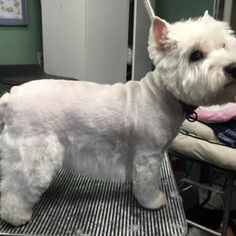 West Highland White Terrier All Grown Up from Windyridge