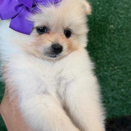 Girl1 - Cream female Pomeranian puppy in Avondale, Arizona from Mely Pomlove
