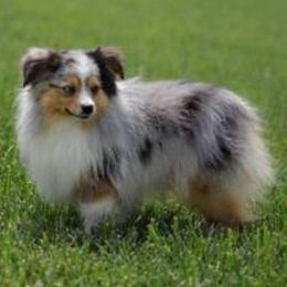 Slugger - Toy Australian Shepherd