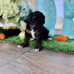 Pink collar - Black and tan female Cavapoo puppy in Indiahoma, Oklahoma from Farm Fresh Doodles