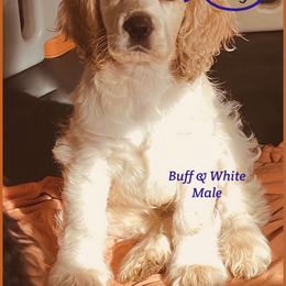 Cocker Spaniel Puppies from Angelic Cocker’s