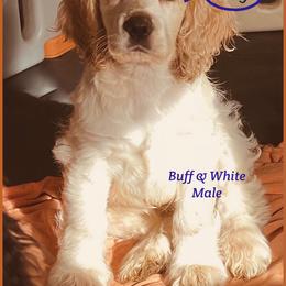 Cocker Spaniel Puppies from Angelic Cocker’s